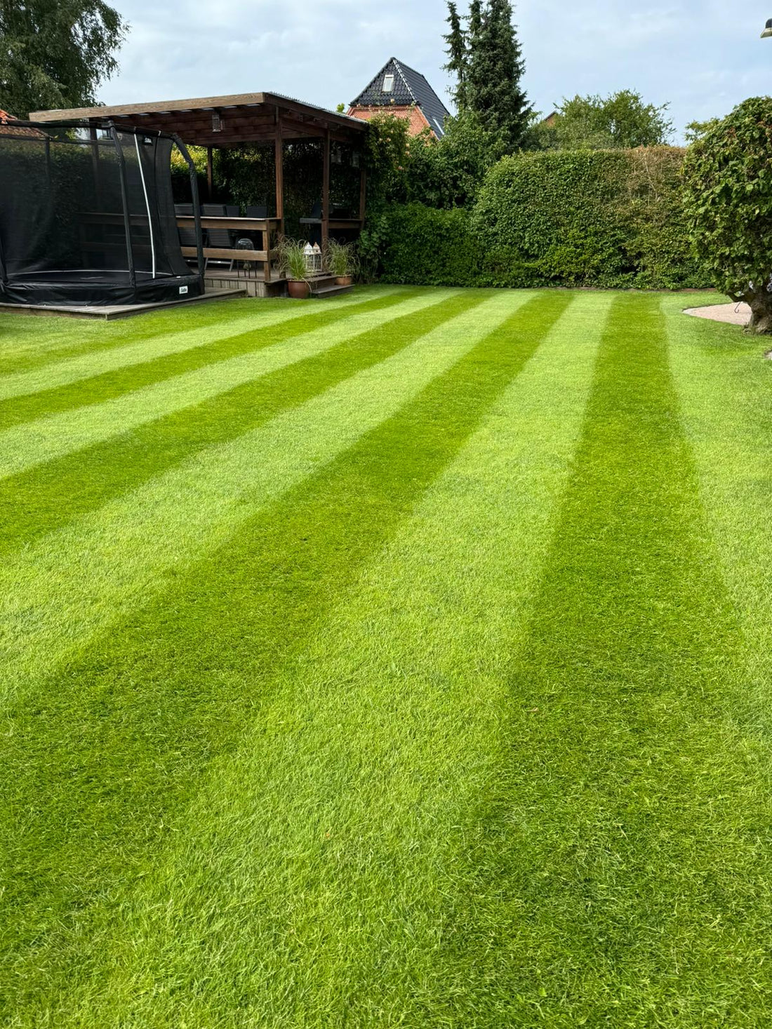 Stribesæt til græsplænen